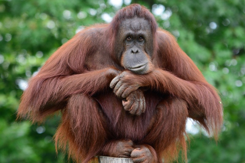 Detail Gambar Orang Utan Kalimantan Nomer 3