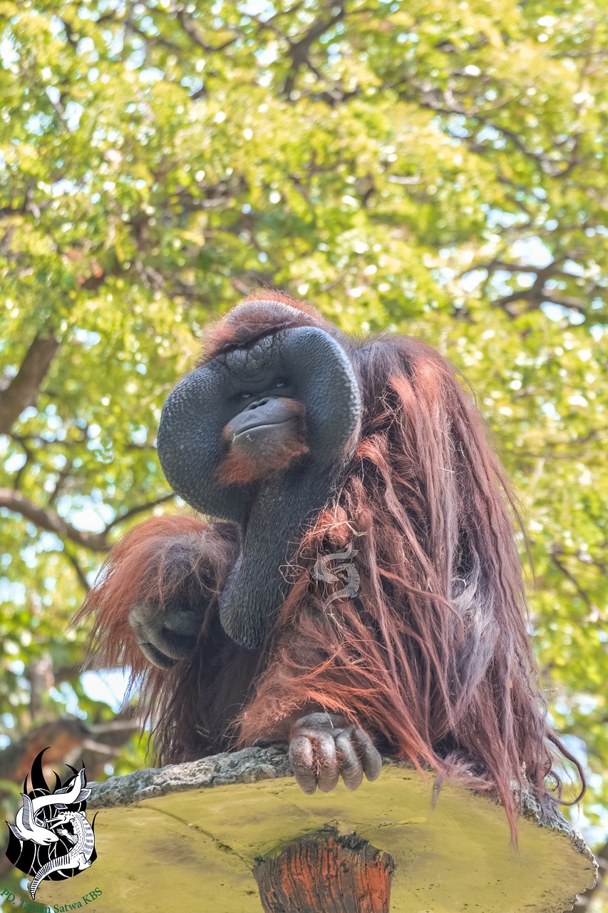 Detail Gambar Orang Utan Kalimantan Nomer 30