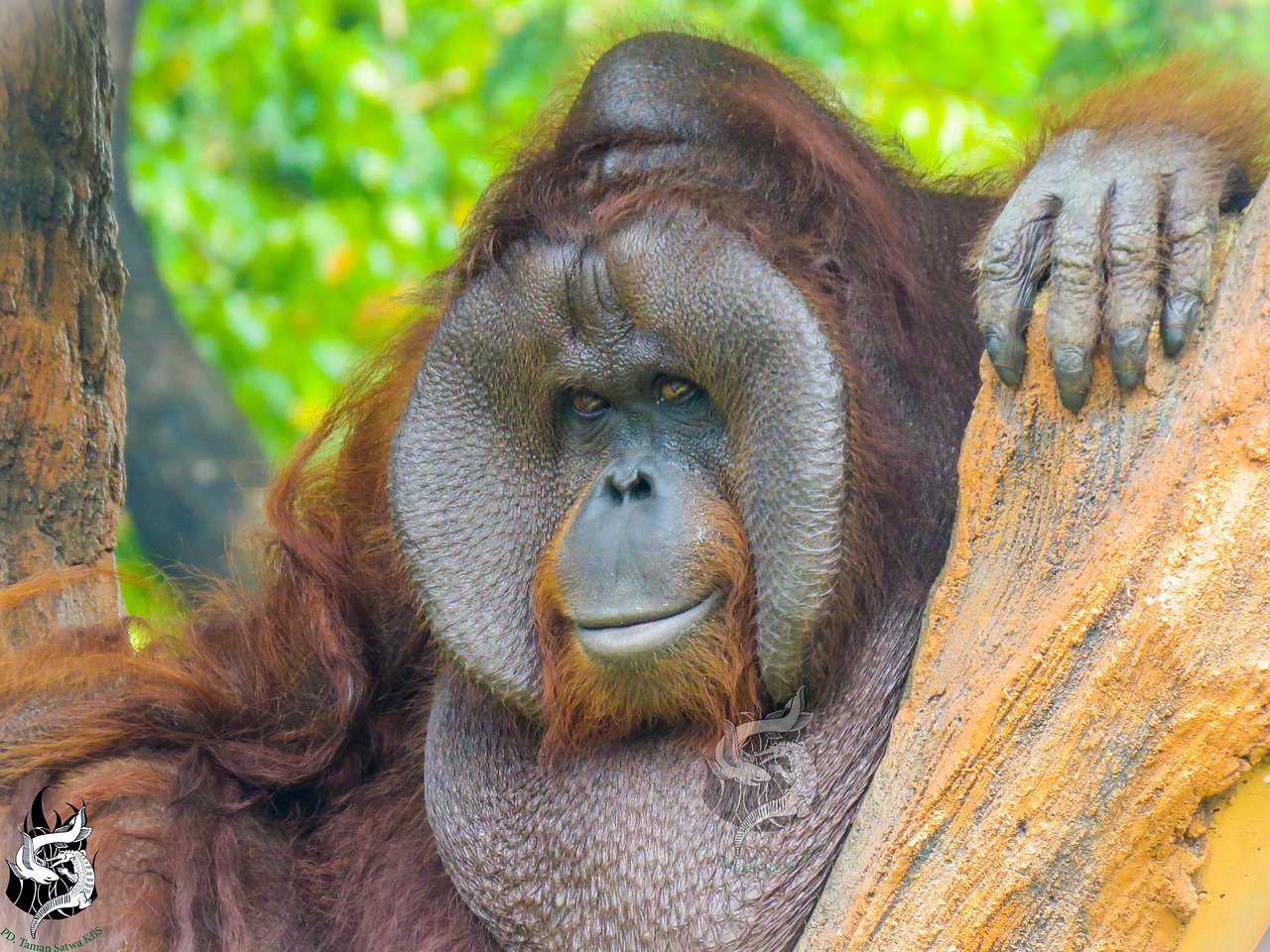 Detail Gambar Orang Utan Kalimantan Nomer 32