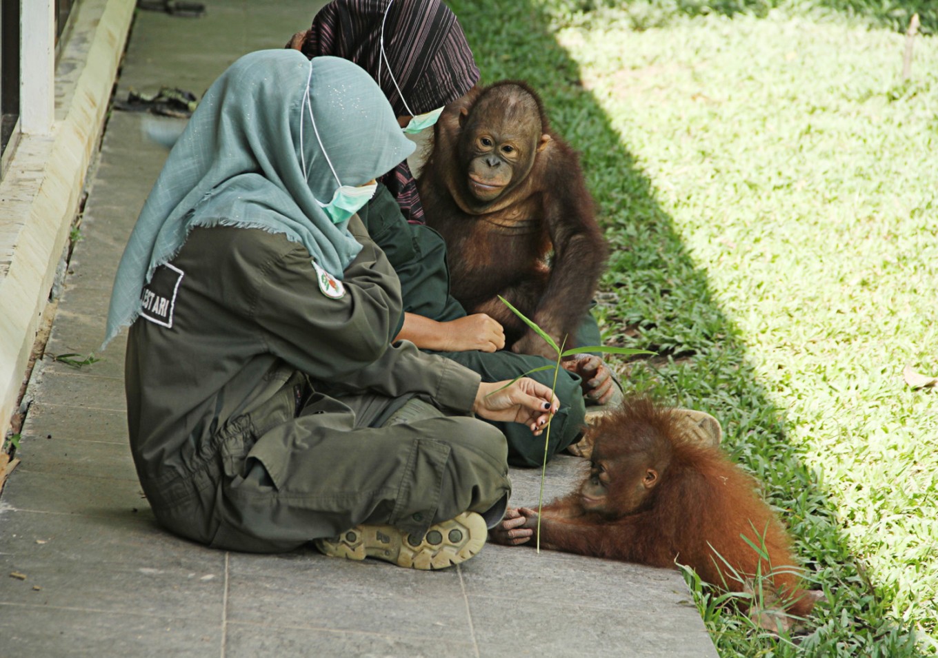 Detail Gambar Orang Utan Kalimantan Nomer 33