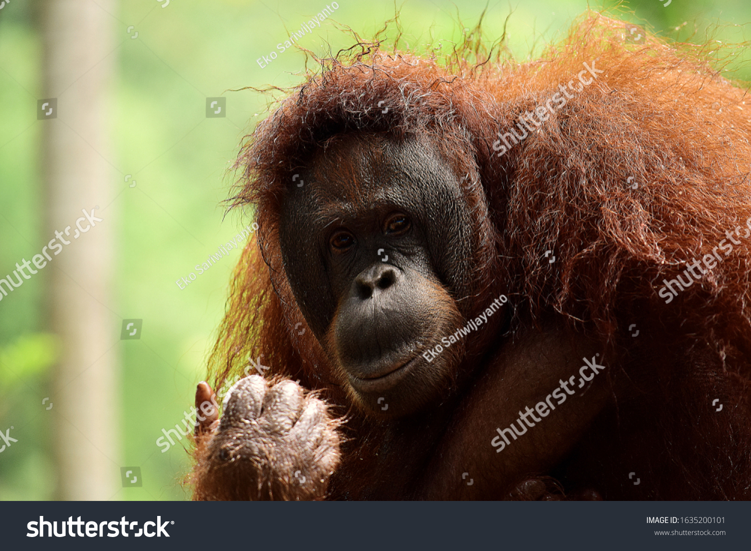 Detail Gambar Orang Utan Kalimantan Nomer 34