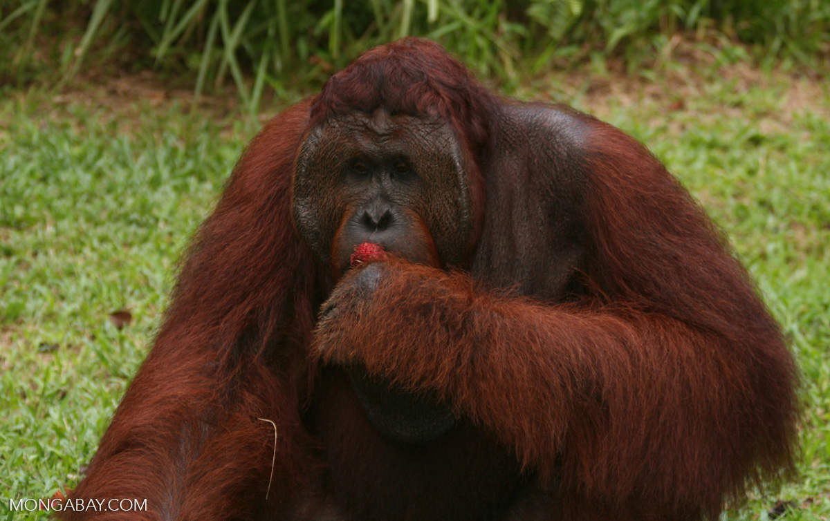 Detail Gambar Orang Utan Kalimantan Nomer 40