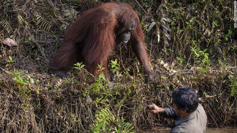 Detail Gambar Orang Utan Kalimantan Nomer 45