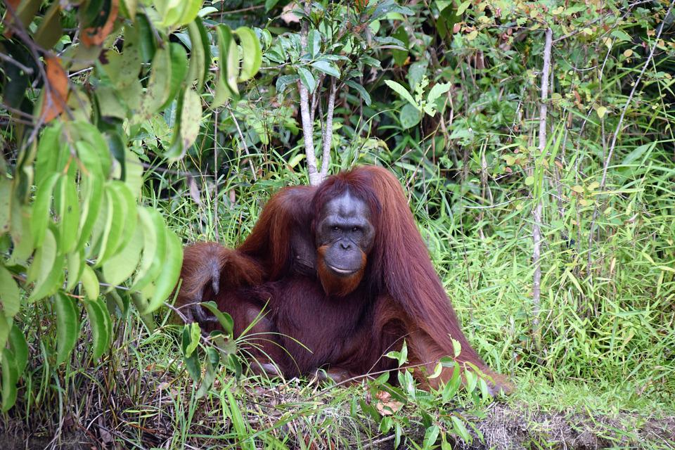 Detail Gambar Orang Utan Kalimantan Nomer 5