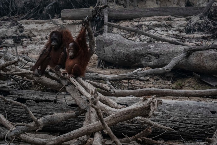 Detail Gambar Orang Utan Kalimantan Nomer 48