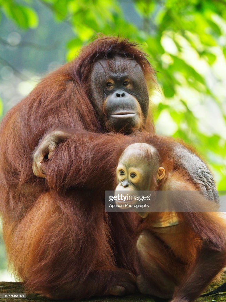 Detail Gambar Orang Utan Kalimantan Nomer 49