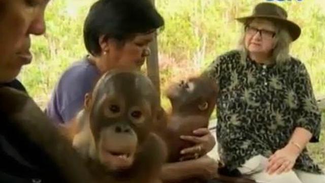 Detail Gambar Orang Utan Kalimantan Nomer 50