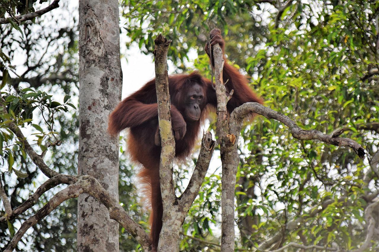 Download Gambar Orang Utan Kalimantan Nomer 53