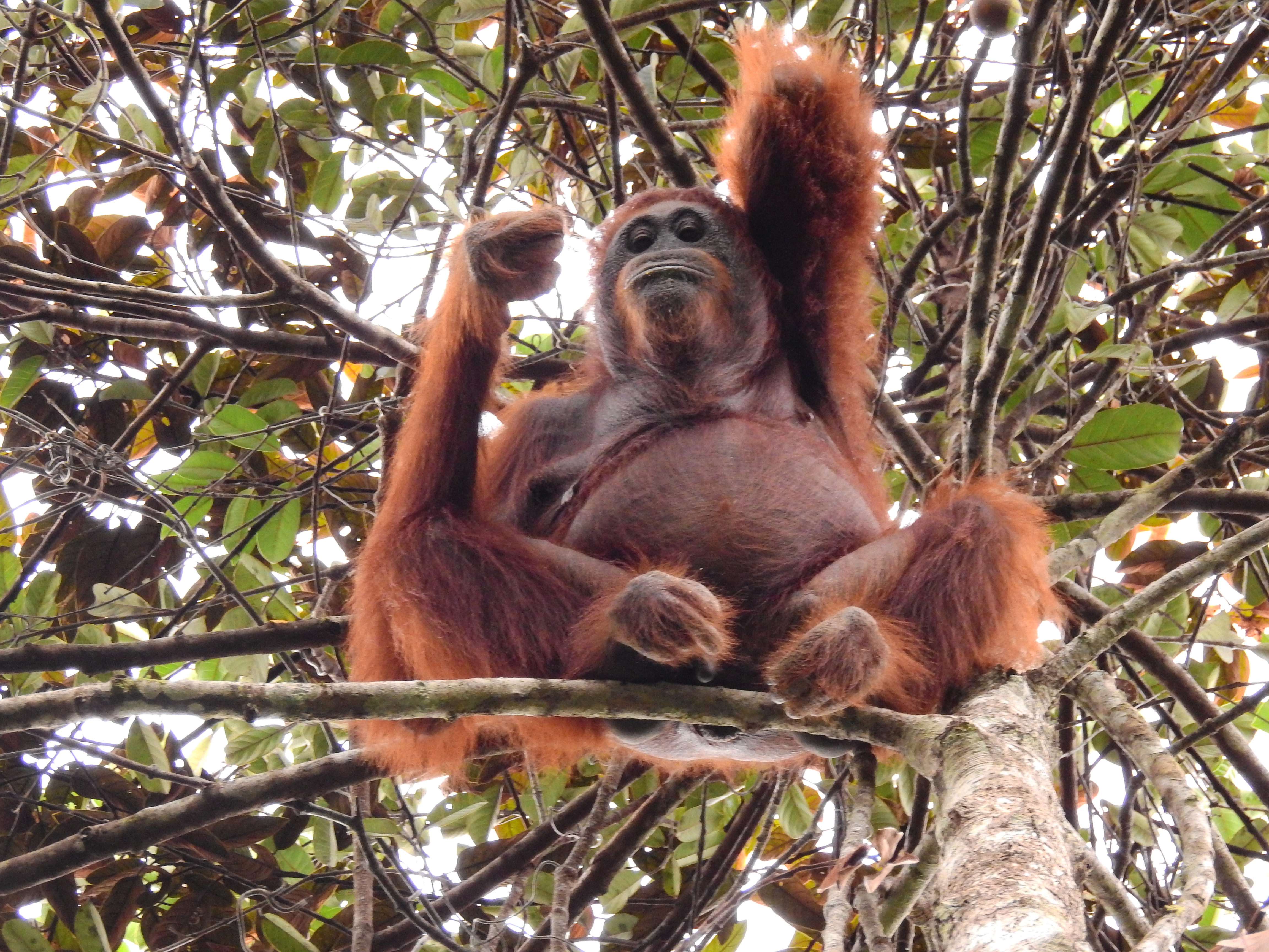 Detail Gambar Orang Utan Kalimantan Nomer 57