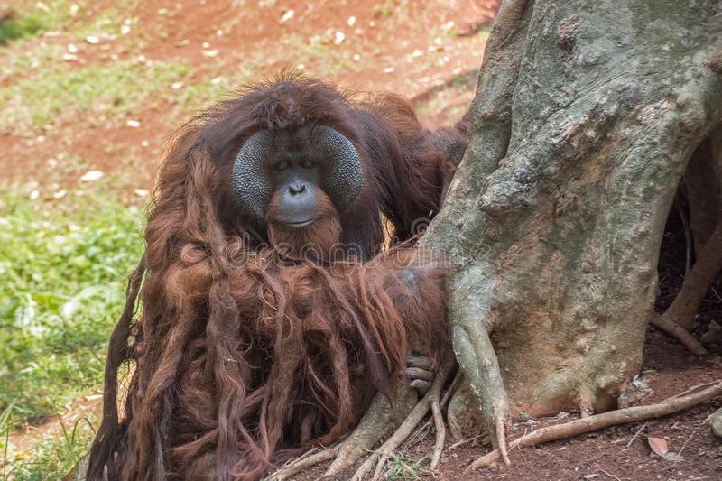 Detail Gambar Orang Utan Kalimantan Nomer 7