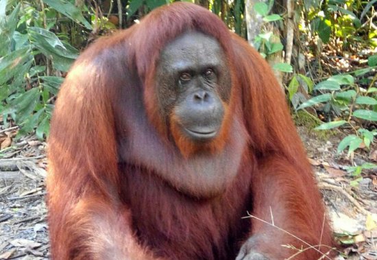 Detail Gambar Orang Utan Kalimantan Nomer 9