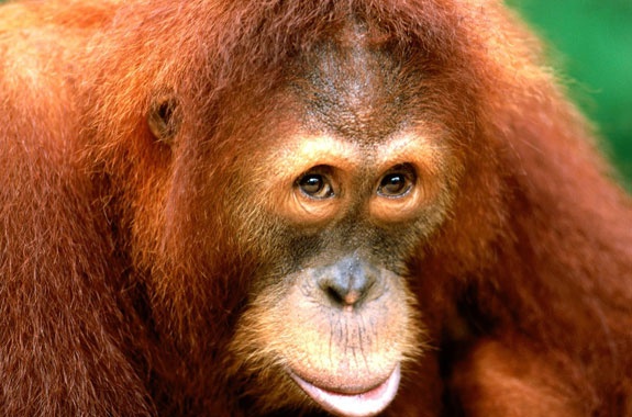 Detail Gambar Orang Utan Sumatera Nomer 11