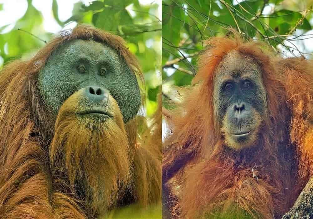 Detail Gambar Orang Utan Sumatera Nomer 21