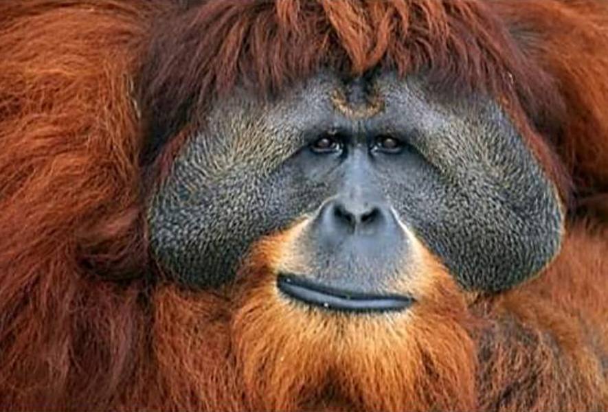 Detail Gambar Orang Utan Sumatera Nomer 30