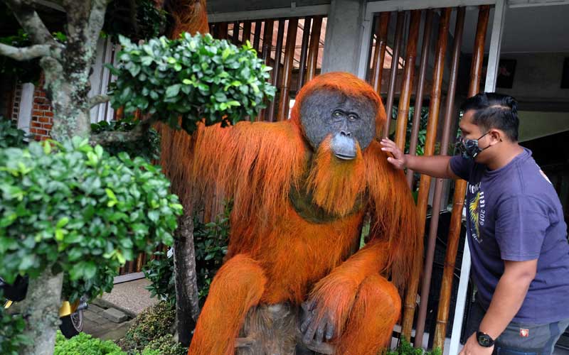 Detail Gambar Orang Utan Sumatera Nomer 33