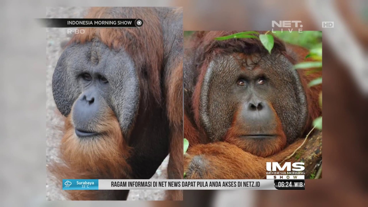 Detail Gambar Orang Utan Sumatera Nomer 48