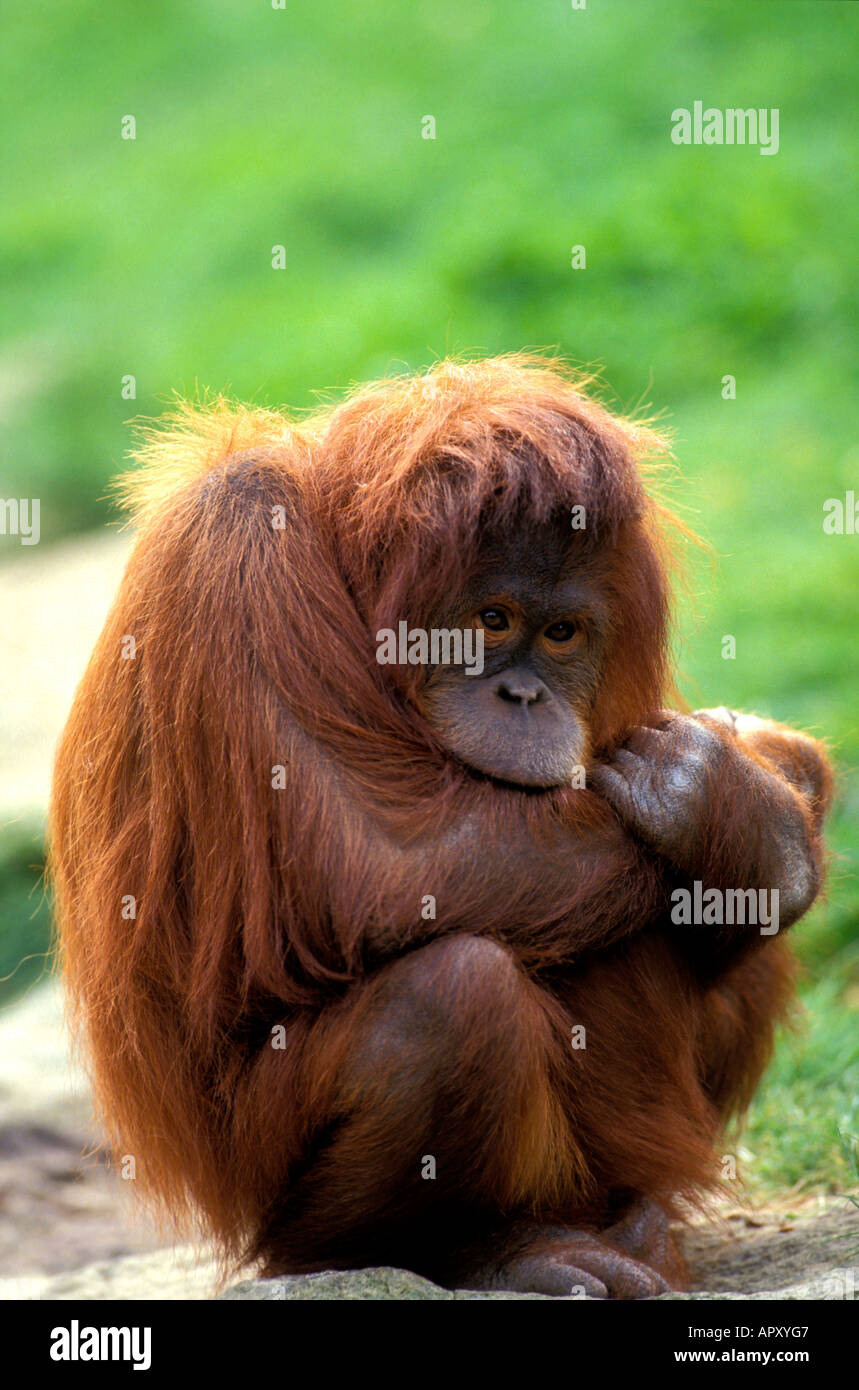 Detail Gambar Orang Utan Sumatera Nomer 53