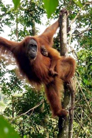 Detail Gambar Orang Utan Sumatera Nomer 9