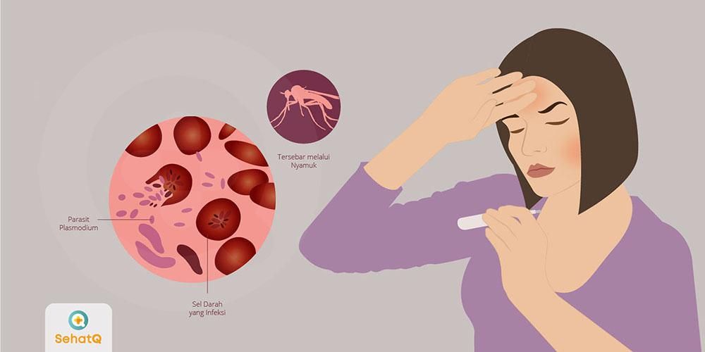 Detail Gambar Orang Yang Terkena Malaria Nomer 2