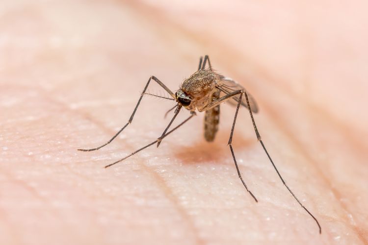 Detail Gambar Orang Yang Terkena Malaria Nomer 20
