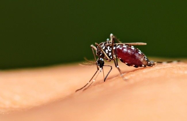 Detail Gambar Orang Yang Terkena Malaria Nomer 30