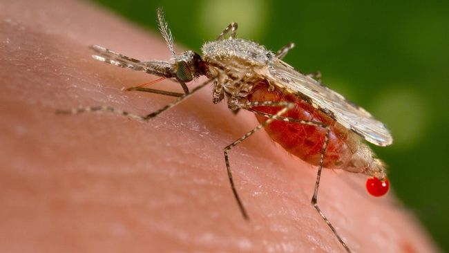 Detail Gambar Orang Yang Terkena Malaria Nomer 46