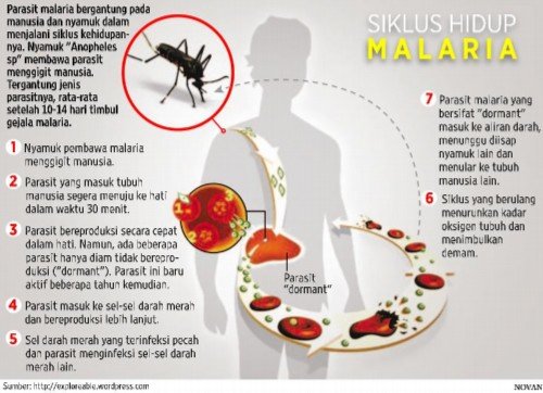 Detail Gambar Orang Yang Terkena Malaria Nomer 50