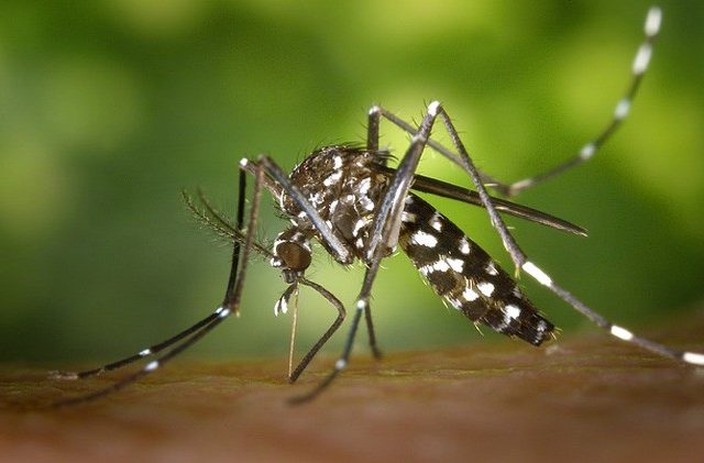 Detail Gambar Orang Yang Terkena Malaria Nomer 51