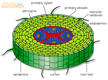 Detail Gambar Organ Batang Nomer 4