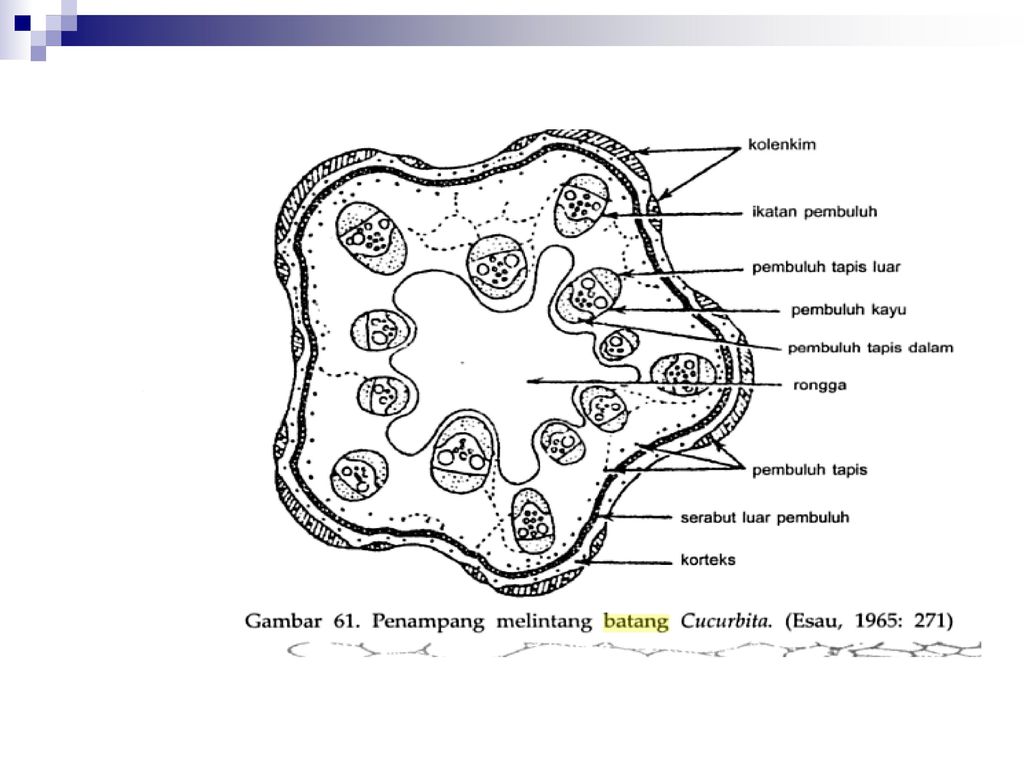 Detail Gambar Organ Batang Nomer 36