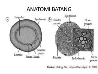 Detail Gambar Organ Batang Nomer 39