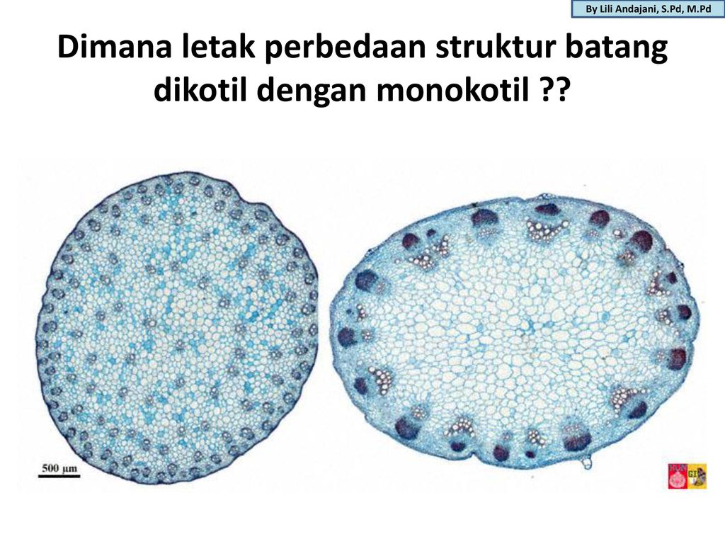 Detail Gambar Organ Batang Nomer 41