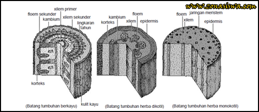 Detail Gambar Organ Batang Nomer 44