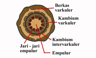 Detail Gambar Organ Batang Nomer 45