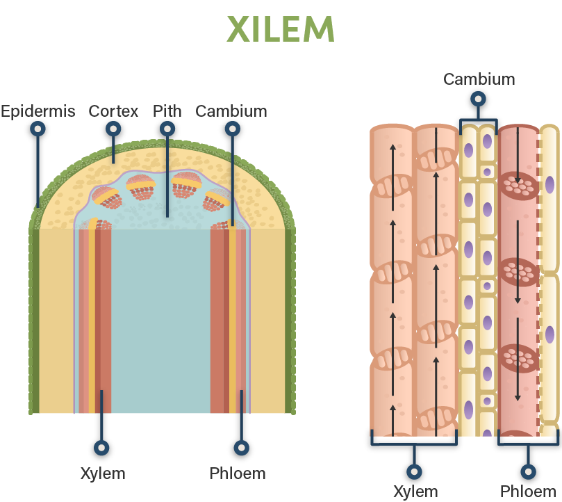 Detail Gambar Organ Batang Nomer 48