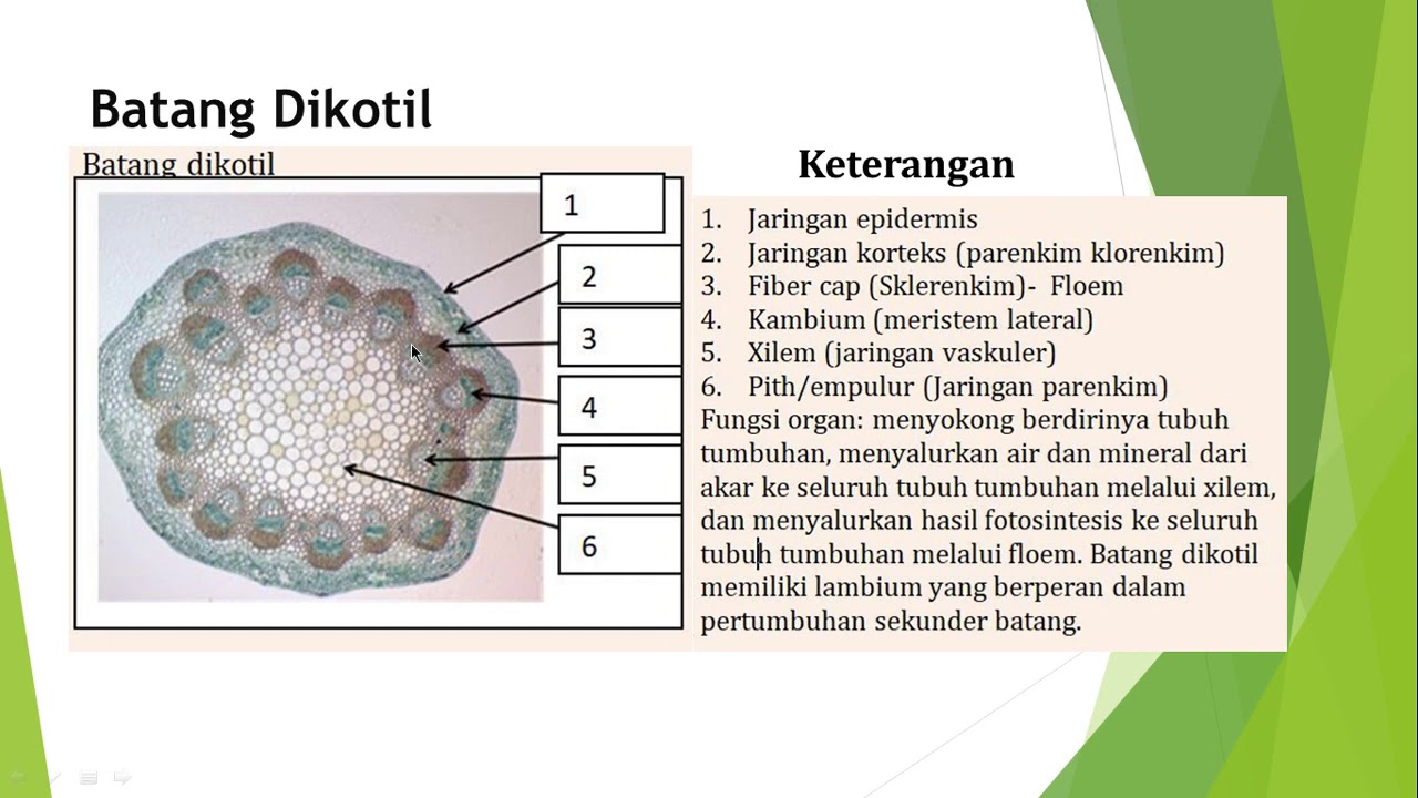 Detail Gambar Organ Batang Nomer 56