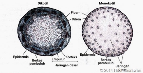 Detail Gambar Organ Batang Nomer 8