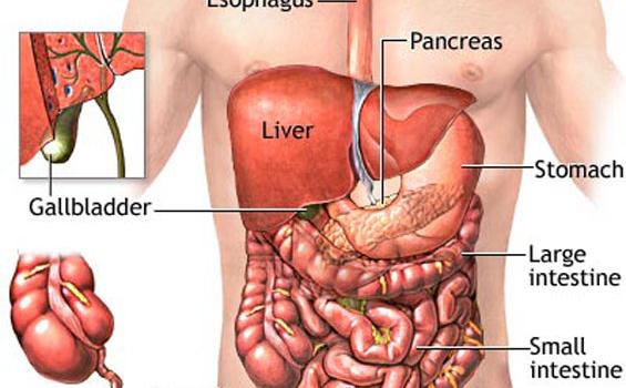 Detail Gambar Organ Dalam Nomer 24