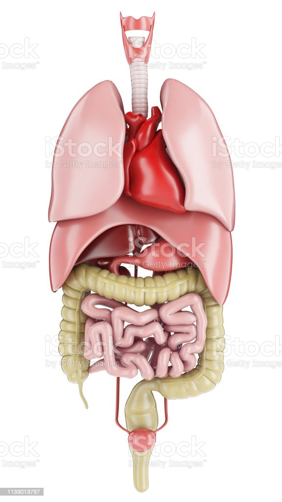 Detail Gambar Organ Dalam Nomer 33