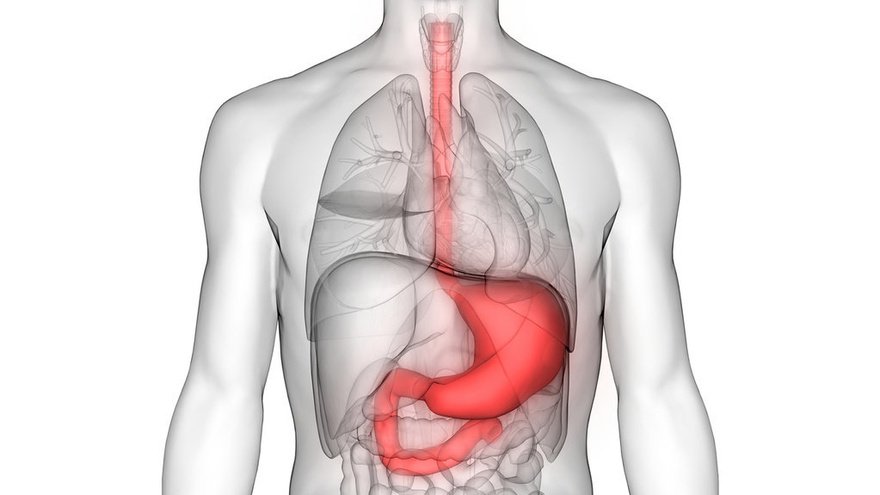 Detail Gambar Organ Dalam Nomer 36