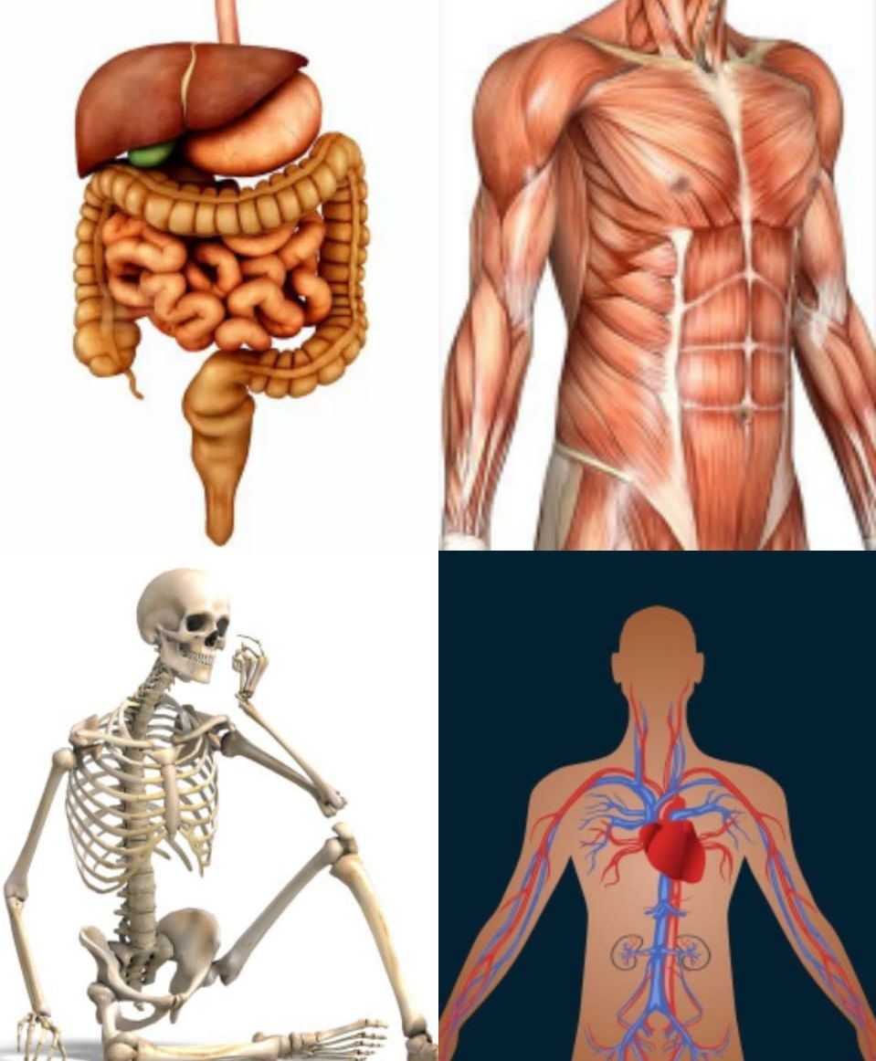 Detail Gambar Organ Dalam Nomer 46