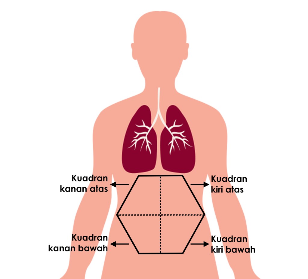 Detail Gambar Organ Dalam Perut Nomer 15