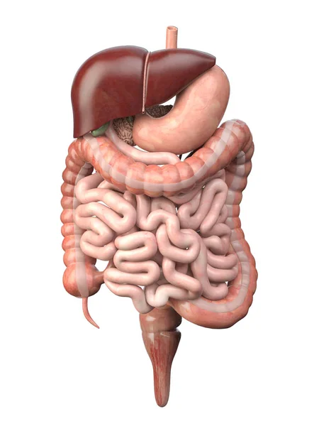 Detail Gambar Organ Dalam Perut Nomer 26