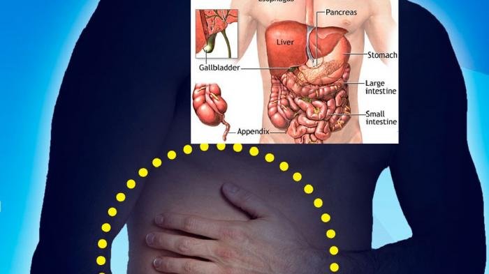 Detail Gambar Organ Dalam Perut Nomer 3