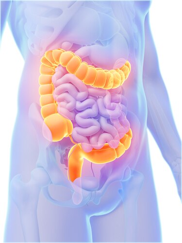 Detail Gambar Organ Dalam Perut Nomer 33