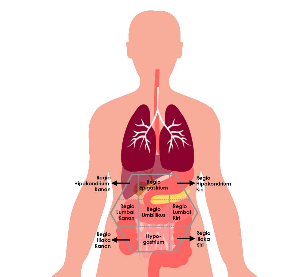 Detail Gambar Organ Dalam Perut Nomer 4