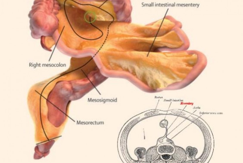 Detail Gambar Organ Dalam Perut Nomer 40