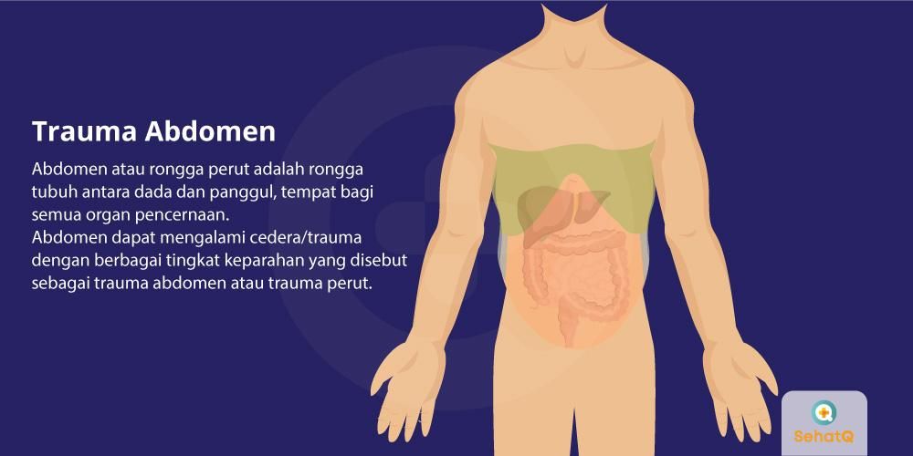 Detail Gambar Organ Dalam Perut Nomer 43