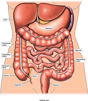 Detail Gambar Organ Dalam Perut Nomer 9