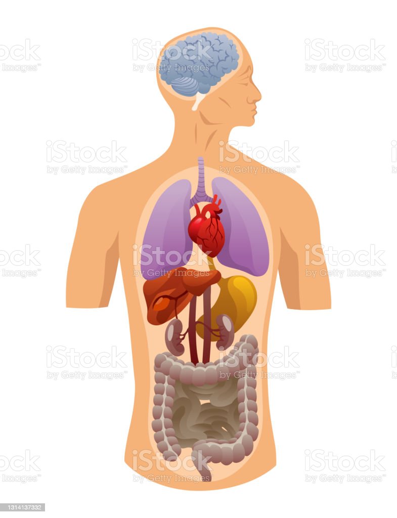 Detail Gambar Organ Dalam Tubuh Nomer 12